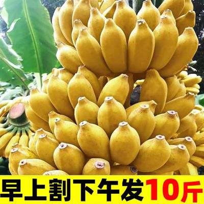 广西小米蕉10斤新鲜水果包邮现摘小香芭蕉苹果蕉甜香蕉整箱自然熟