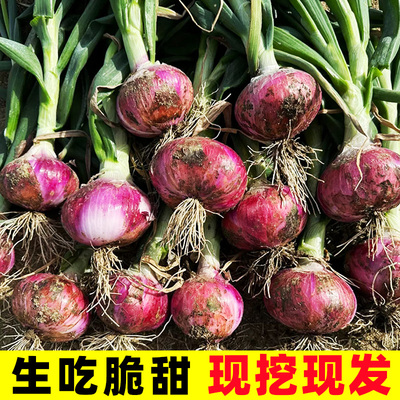 新鲜紫皮洋葱10斤新鲜小果洋葱头农家蔬菜红皮小圆葱批发整箱包邮