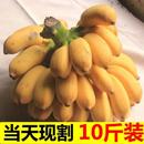 现摘广西小米蕉当季 新鲜水果10斤整箱自然熟苹果蕉香蕉帝皇焦粉焦