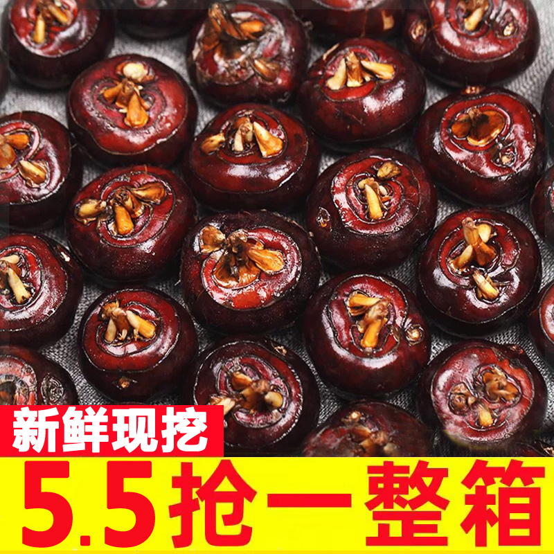 新鲜马蹄荸荠农家现挖5斤地栗地梨应季水果蔬菜珍珠马蹄大果整箱
