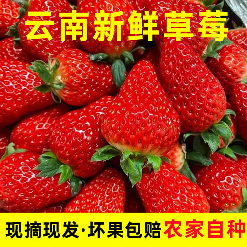 云南草莓新鲜烘焙奶茶蛋糕商用