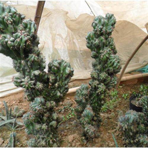 直销仙人山虎头罗汉山影拳仙人掌类沙生多肉植物虎头山影盆栽花卉