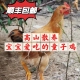 九云仙正宗九华山皖南农家山林散养童子鸡仔公鸡现杀现发新鲜好吃