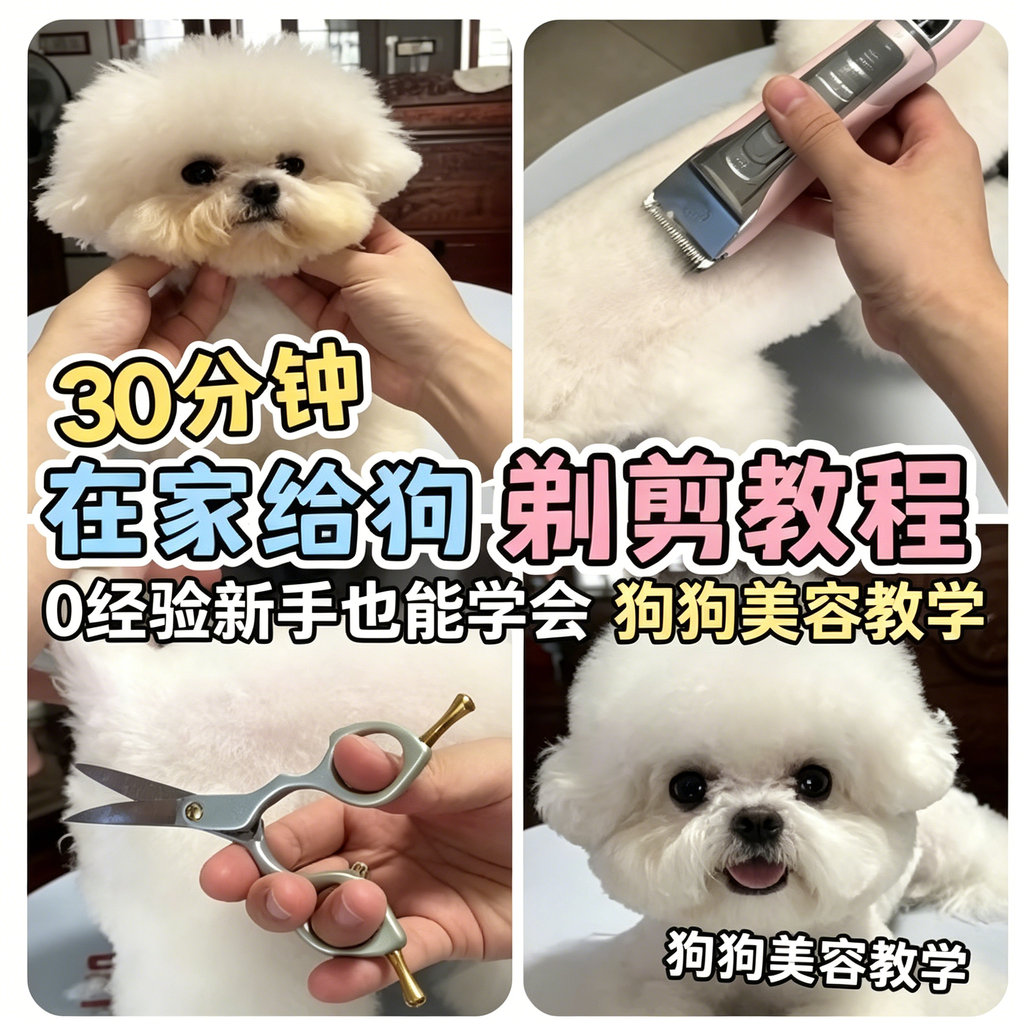 零基础在家狗狗剪毛教程新手宠物美容自学比熊造型修剪详细视频课