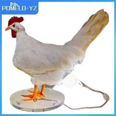 Hens Lay Eggs Chick Night Light Ornaments Simulated Animal