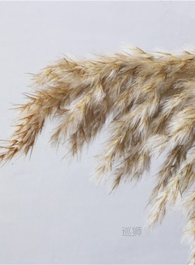 Light color wedding flowers bunch natural dried pampas grass