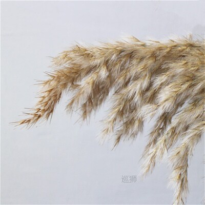 Light color wedding flowers bunch natural dried pampas grass