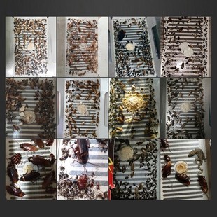 5PCS/SET Cockroach House Cockroach Trap Repellent Killing Ba