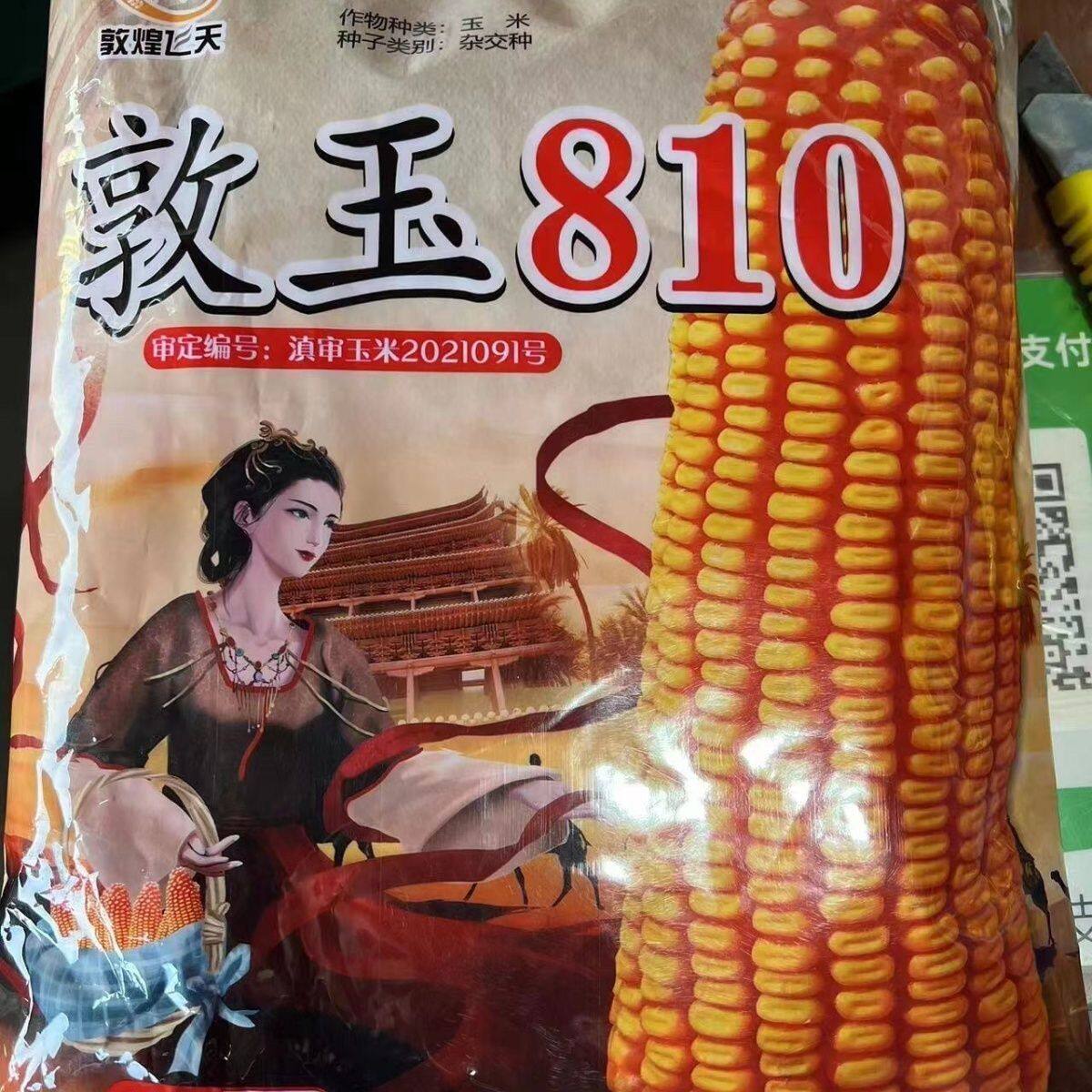 玉米种子高产大田玉米籽抗旱饲料玉种敦玉810云贵川贵州均可种