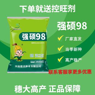 稳产德圣致远抗旱黄金棒强硕98玉米种子高产大棒送控旺剂正品原装
