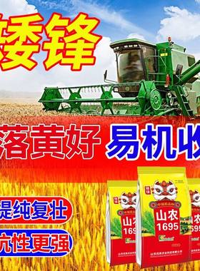 国审原装正品山农1695高产矮杆抗倒稳产分蘖强新种优质小麦种子
