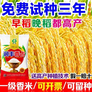 高产一级水稻种子大全特香米籼稻谷子香稻长粒超级稻原装一级谷种
