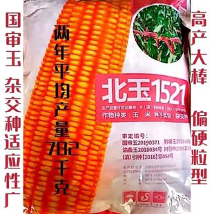 北玉1521高产玉米种子矮杆白轴大棒马牙抗旱抗倒耐阴雨北玉1521