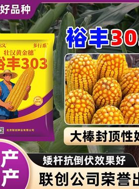裕丰303玉米种子新品种抗倒抗旱高产双棒黄金粮稳产国审包谷种