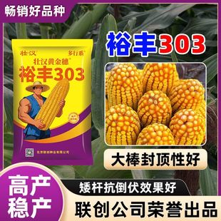 裕丰303玉米种子新品种抗倒抗旱高产双棒黄金粮稳产国审包谷种