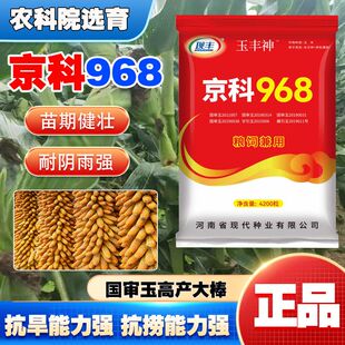 京科968玉米种子大全高产双棒矮杆抗倒抗病抗旱抗涝正品国审白轴