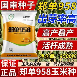 种矮杆抗倒抗旱优质抗锈病正品 新品 郑单958玉米种子高产国审原装