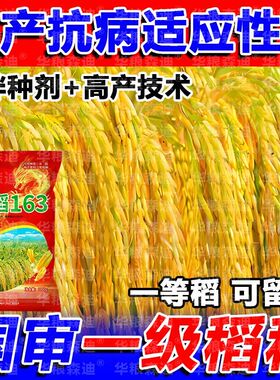 国审高产水稻种子龙稻163原装适应性广抗病高温抗倒伏长粒米好吃
