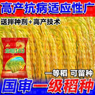 适应性广抗病高温抗倒伏长粒米好吃 国审高产水稻种子龙稻163原装