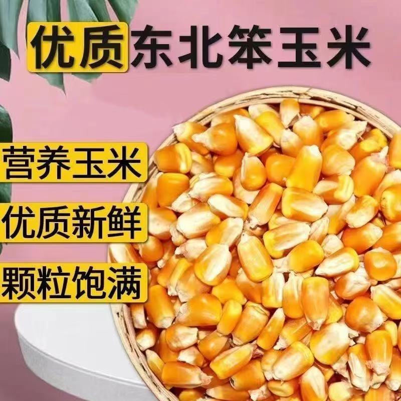 玉米粒东北原产地养殖户专用饲料