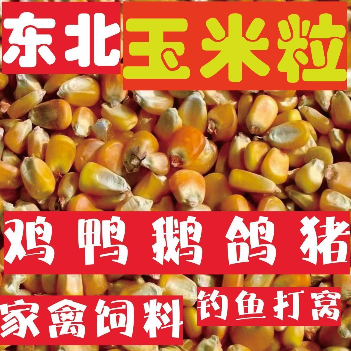 玉米粒东北原产地养殖户专用饲料