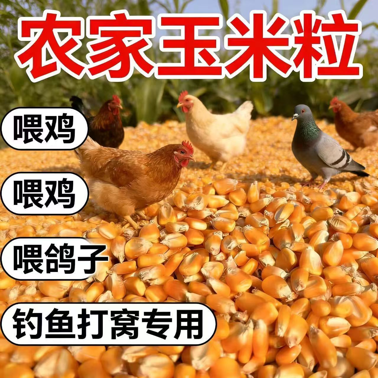 玉米粒东北原产地养殖户专用饲料