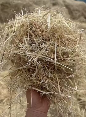 干稻草干草垫料东北产地天然保暖