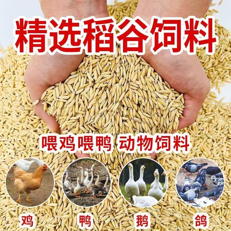带壳水稻谷饲料50斤喂鸡鸭鹅鸽子