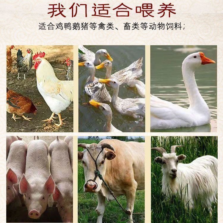 玉米碎喂鸡鸭鹅养殖专用饲料50斤