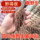 四川纯野生威灵仙中药材化鱼刺新鲜铁脚威灵仙打粉末干货老虎须
