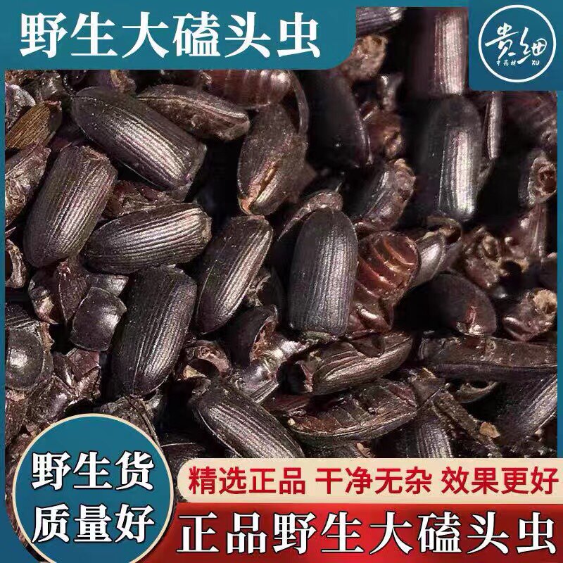 磕头虫中药材 100克包邮 叩头虫 咯嘣虫 膈膊虫 跳米虫 剥剥虫