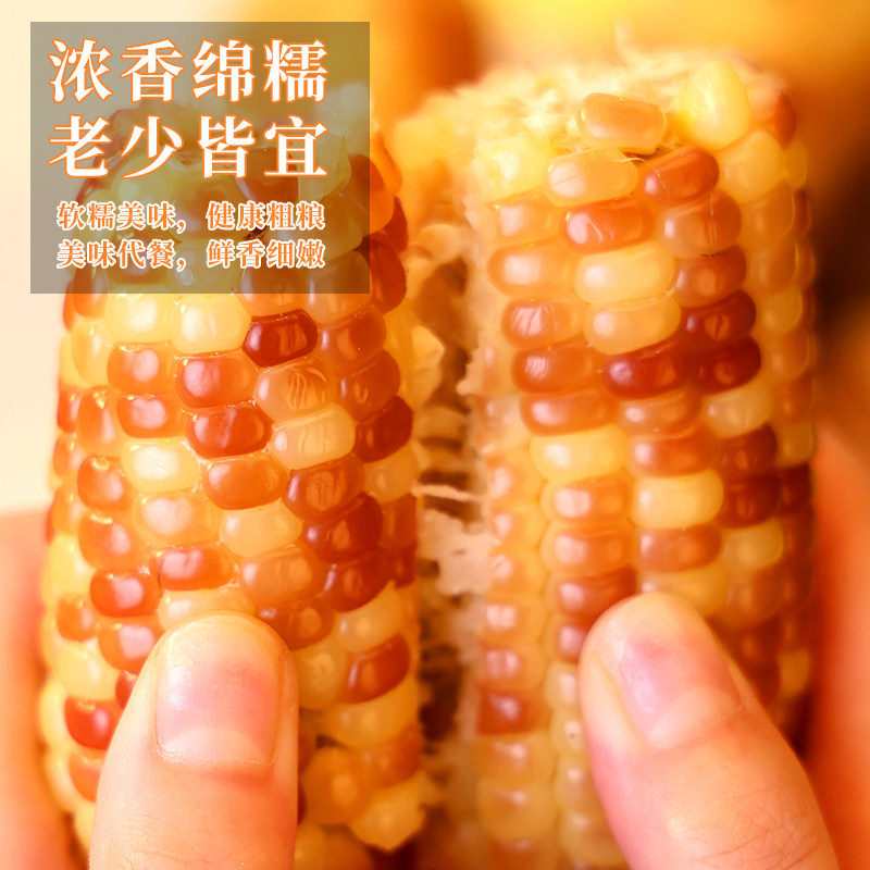 熟食香糯花糯小玉米新鲜甜即食代餐云南玉米特产真空包装