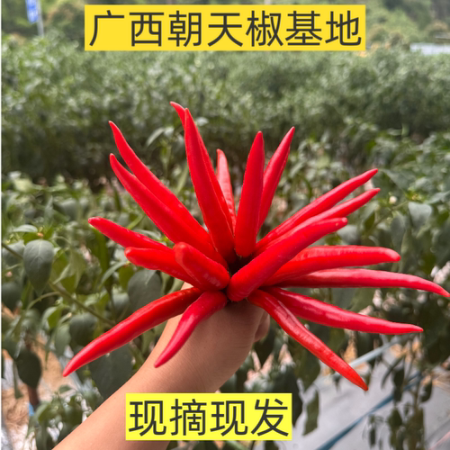 广西红辣椒 朝天椒 现摘现发 新鲜蔬菜农家自种 香辣辣椒