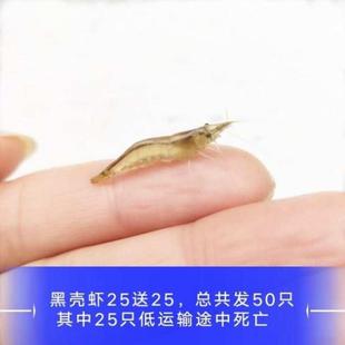 水草缸清洁虾黑壳虾一斤清洁虾海水大河藻虾除藻大号好养水族箱