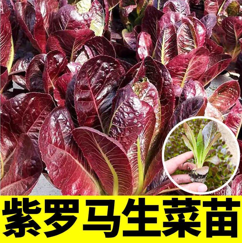 意大利紫罗马生菜苗秧带土球咖啡香麦菜大速结球生菜四季阳台种子