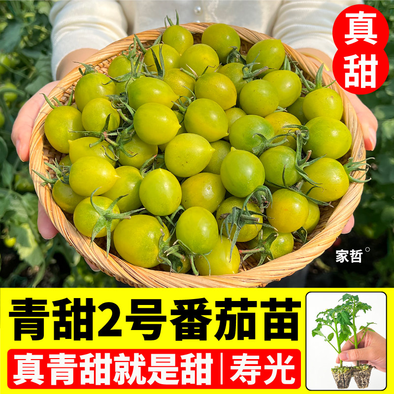 寿光对版青甜2号番茄苗秧红千禧圣女果草莓柿子红黄黑马蹄番茄苗