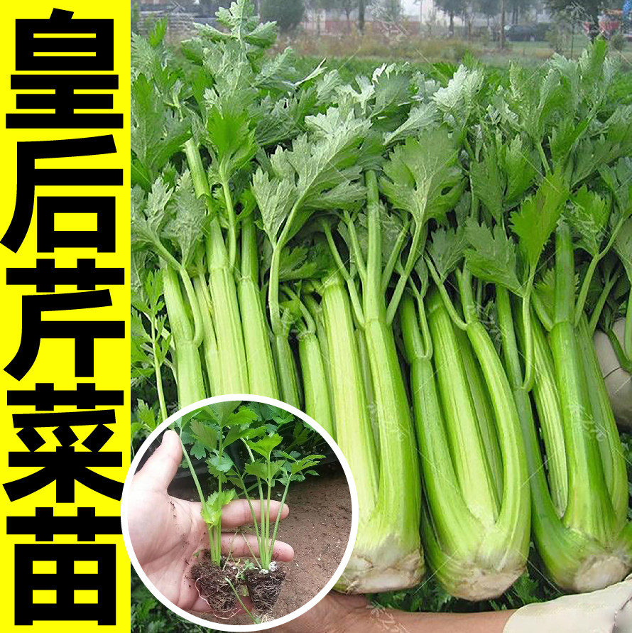 皇后四季春秋带土球大肉芹菜耐寒