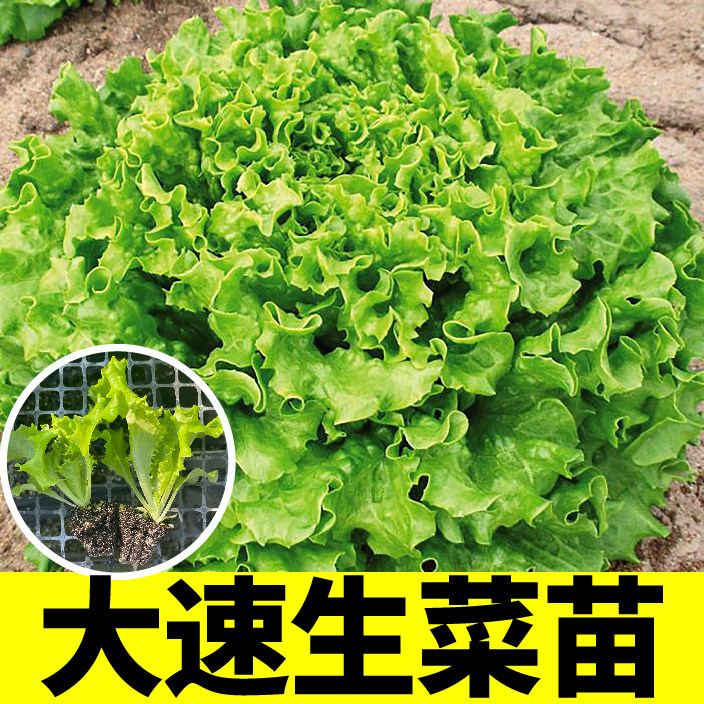 美国大速生菜秧苗清甜脆嫩蔬菜种子结球紫罗莎奶油生菜四季盆栽