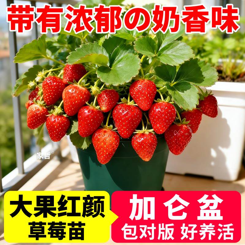 加仑盆草莓苗盆栽正宗红颜草莓苗秧带土奶油香野天使草莓四季