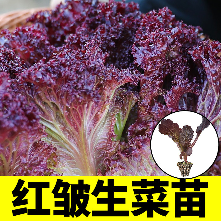 山东寿光红皱生菜苗秧带土球紫罗莎直立大速结球奶油种子阳台四季