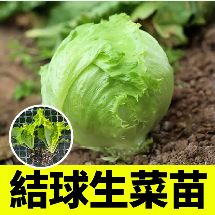 四季春秋结球生菜苗秧带土球脆嫩清甜蔬菜种子大速红皱奶油生菜苗