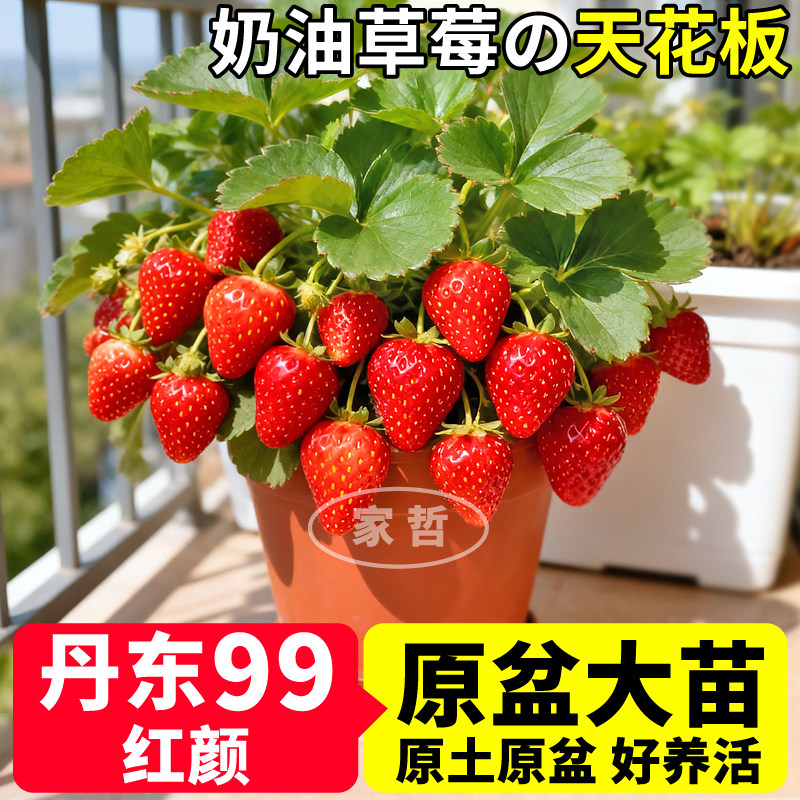 奶油草莓苗红颜丹东99盆栽草莓苗原盆大苗庭院种植香甜浓郁草莓香