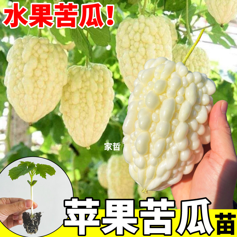白苹果丝瓜苗秧四季高产种子种苗
