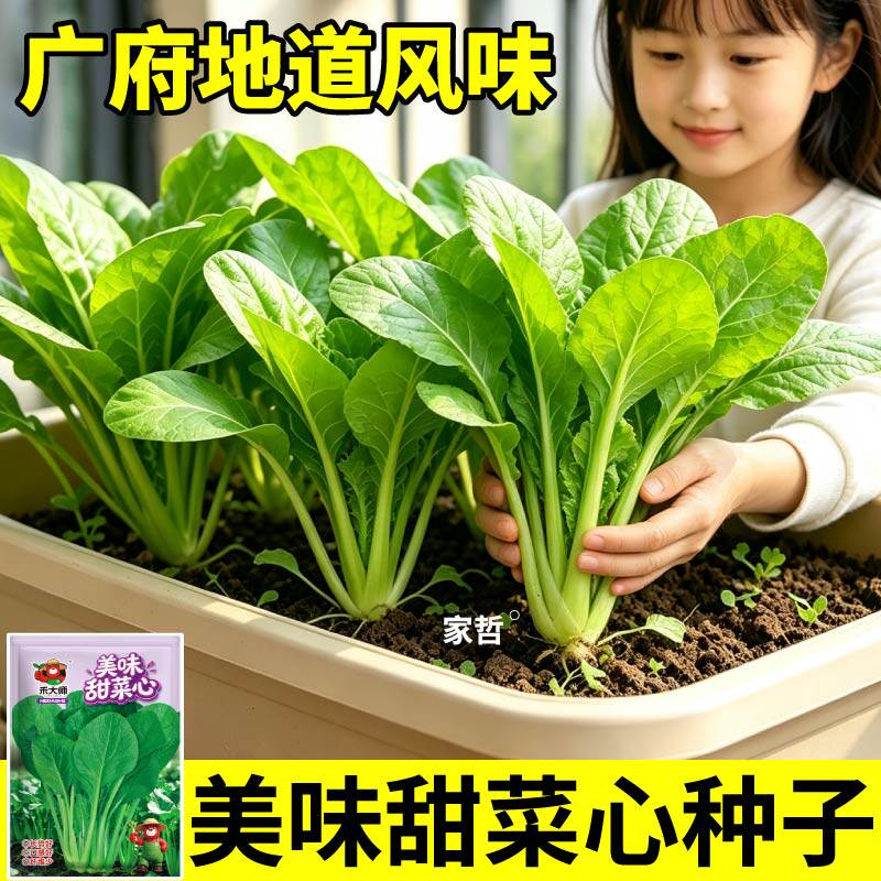 当季新种广府美味甜菜心种子粗壮油绿翠绿味甜无渣菜籽种子籽小院