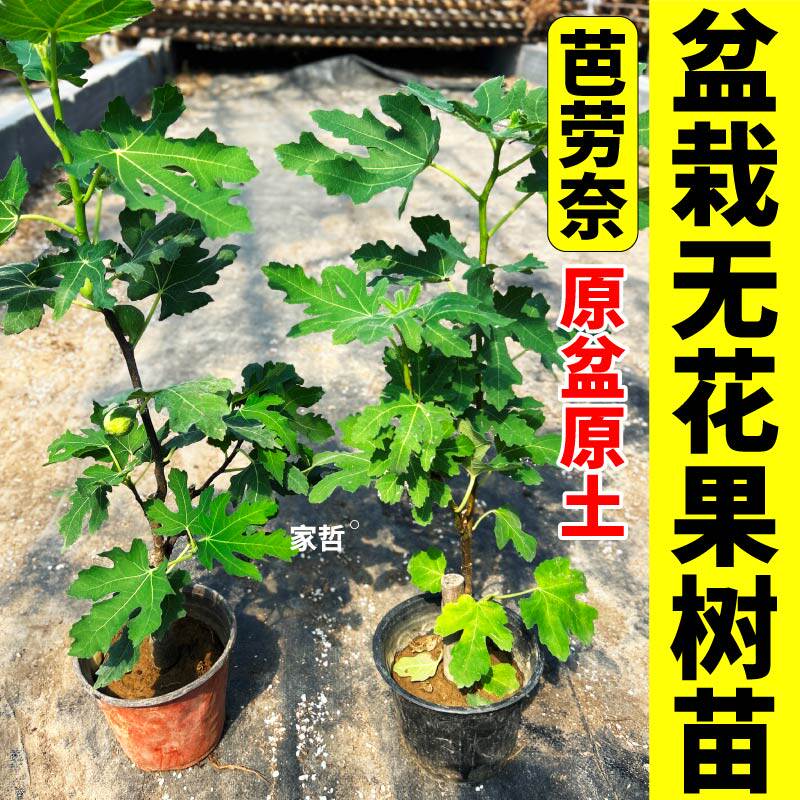 芭劳奈无花果盆栽苗大果高甜