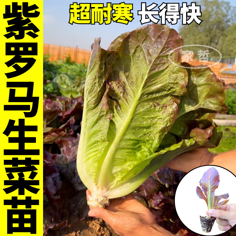 寿光耐寒速生紫罗马生菜苗秧水培盆栽地栽意大利直立生菜种子四季