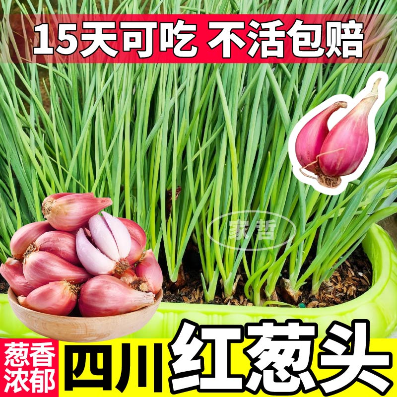 正品红葱头种新鲜葱头花盆栽四季香葱火葱种蔬菜葱头小香葱
