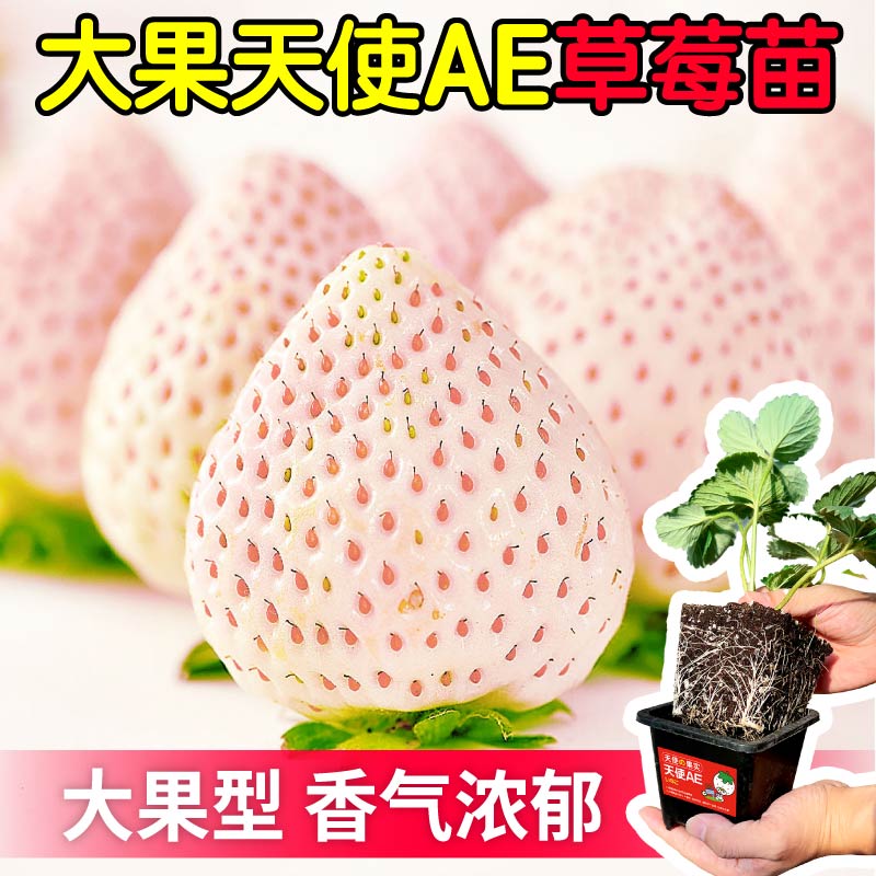 天使盆栽草莓苗黑红白草莓苗秧原盆大苗基地直发四季高产阳台种植