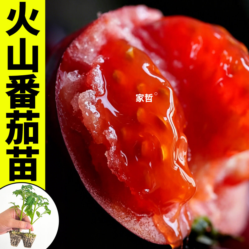 火山番茄苗秧红黄黑紫马蹄种子