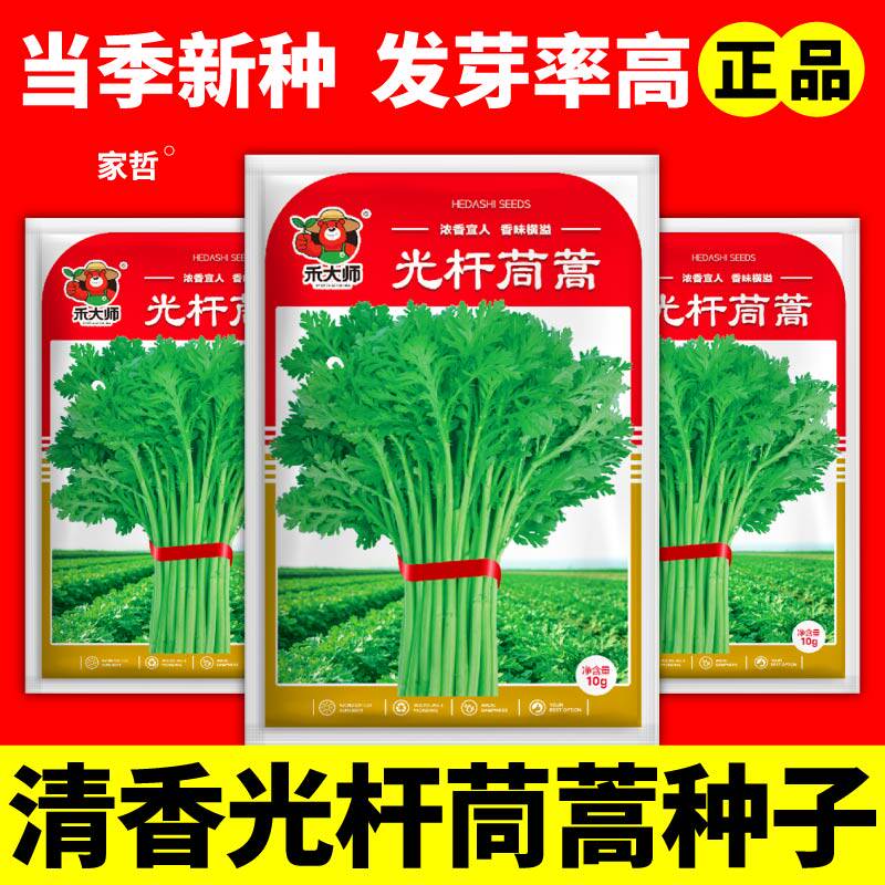 清香正宗光杆茼蒿种子抗病高产四季种植香味浓郁大叶茼蒿种子盆栽